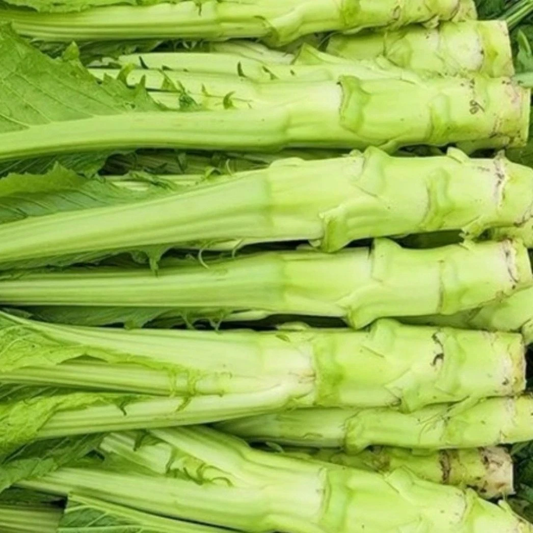 四川新鲜棒菜四川特产农家自种蔬菜棒棒菜青菜头芥菜精品新鲜蔬菜