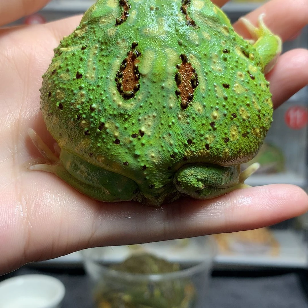 角蛙4505金雪花宇治金时