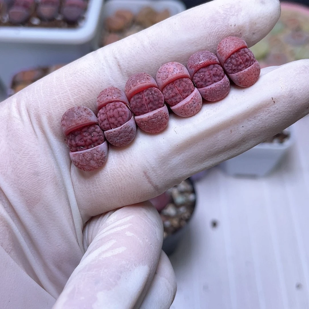 W****g92号阿克888888888