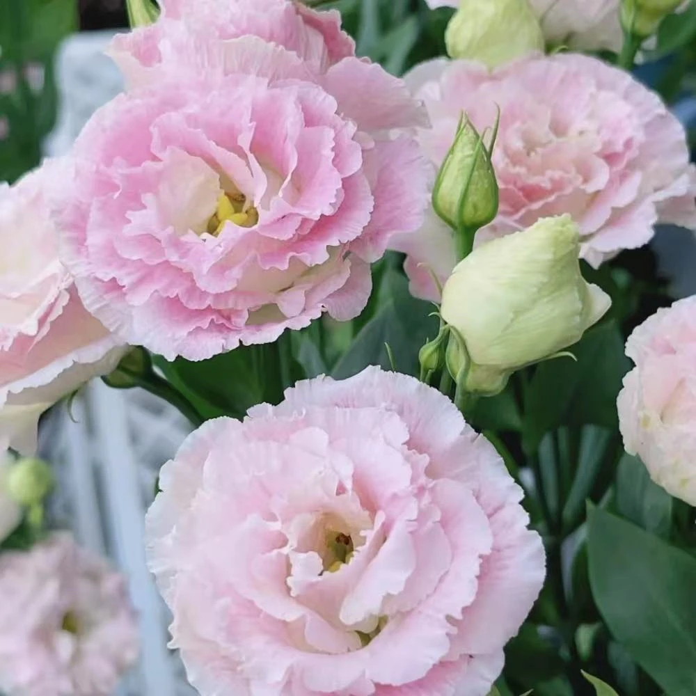 洋桔梗重瓣盆栽花期长多年生植物阳台庭院花卉