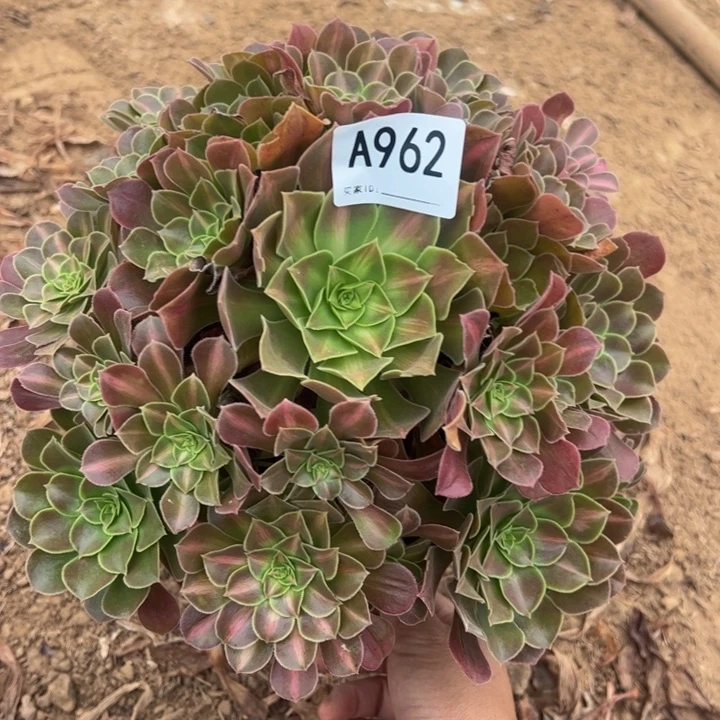 女巫中班多肉植物962