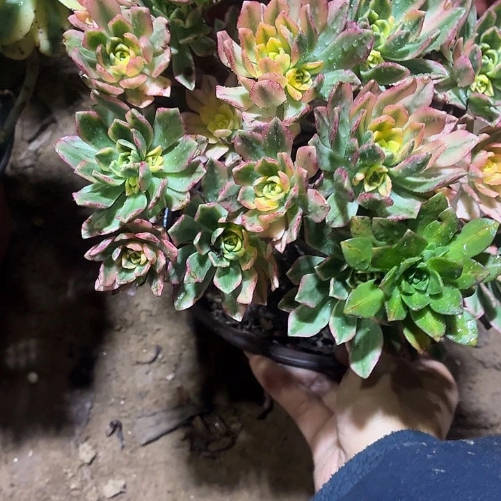 七彩甜茶一棵脱土9.9