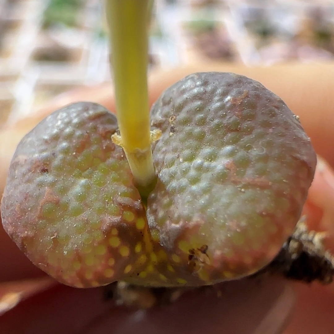 全窗泡泡勋章 仙气