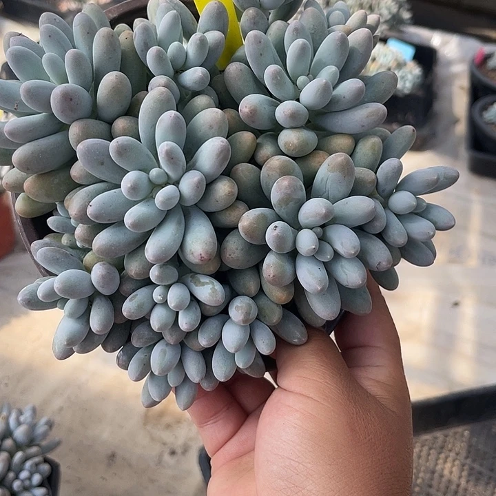 大叶汤圆多肉植物180