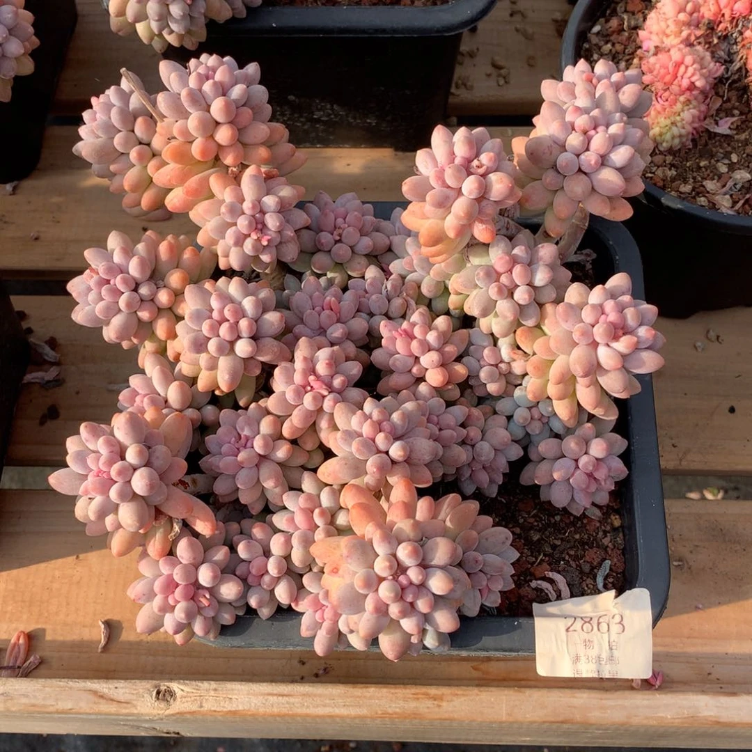 25厘米群生婴儿手指2863