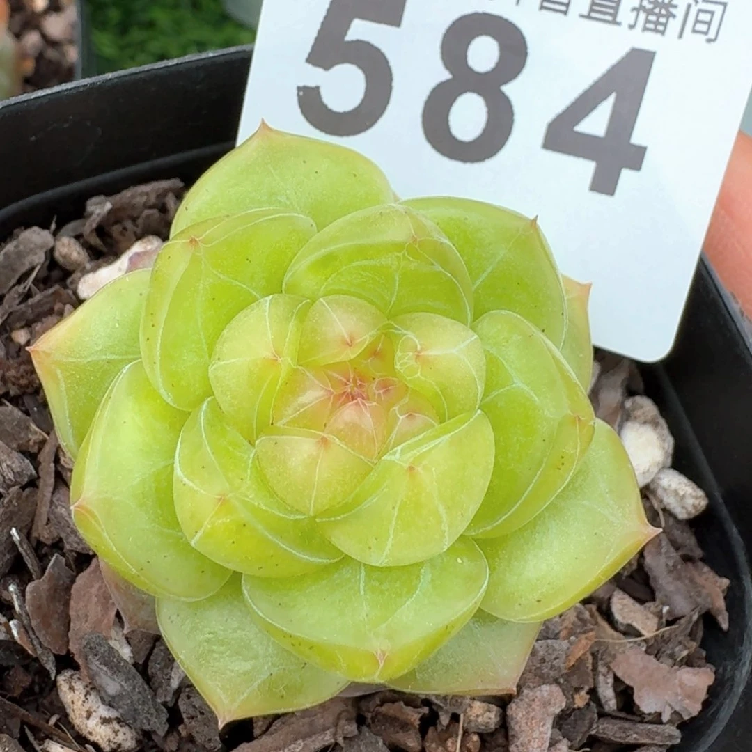 孤品珍妮         多肉植物