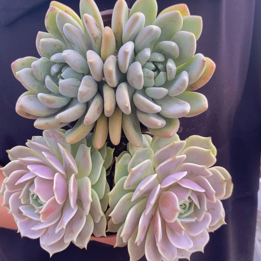 露娜莲双头，胖美人双头各一，120杯