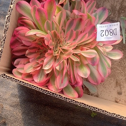 802鲸落缀化多肉法师