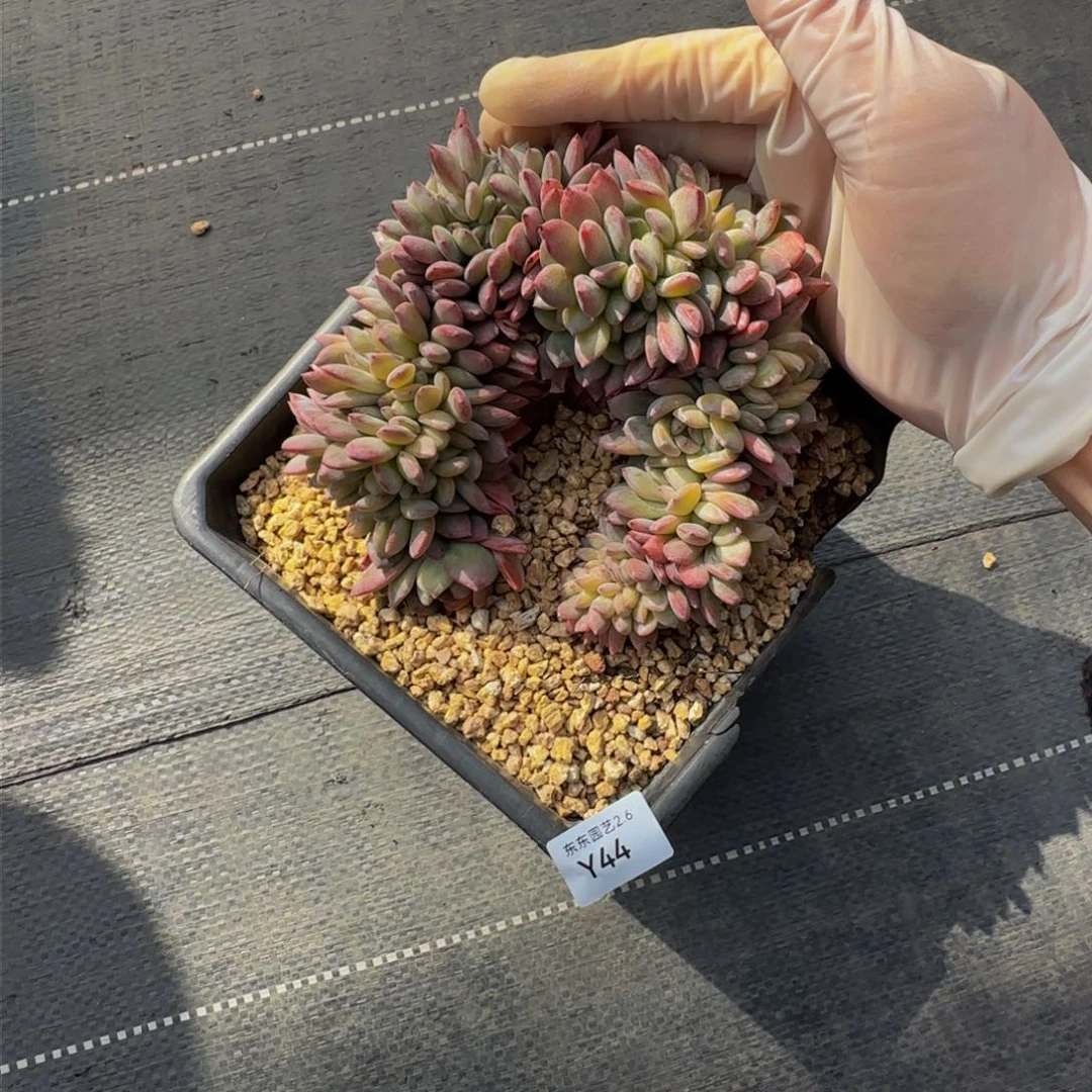 y y y y y y y y y y 44