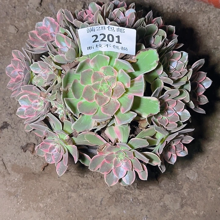 2201浣纱多肉植物保护