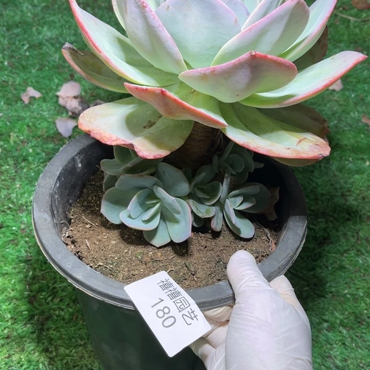 180凤群多肉植物