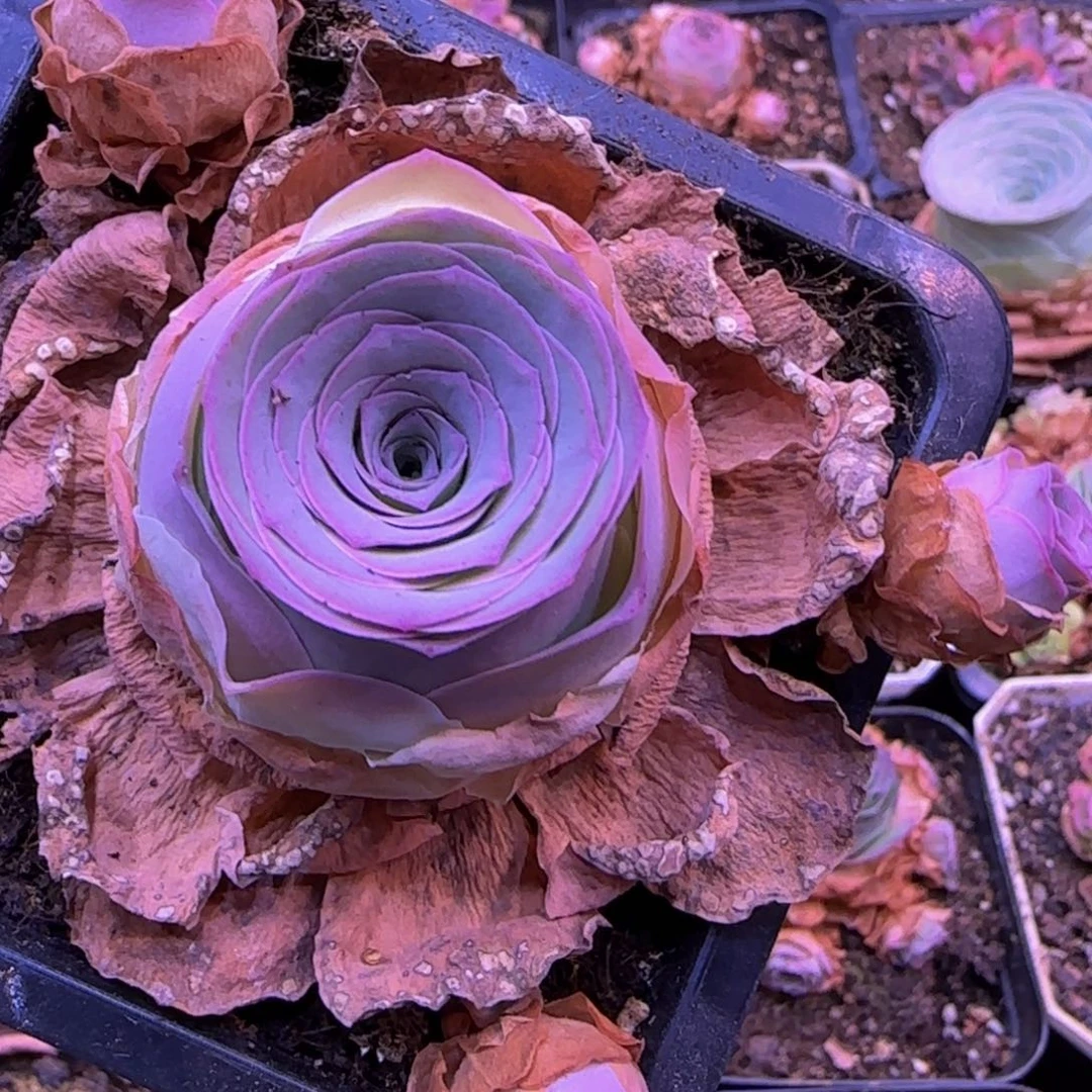 福利1584588565856996669