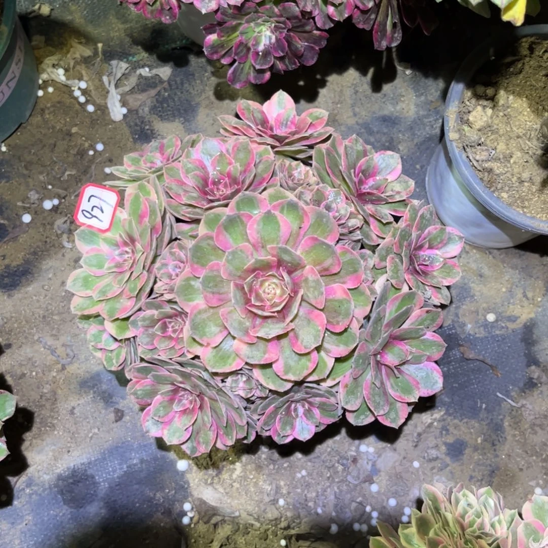 927多肉植物云荷法师