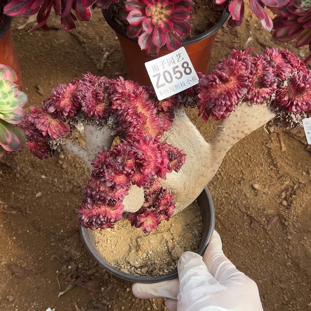 058红颜缀化尺寸20左右