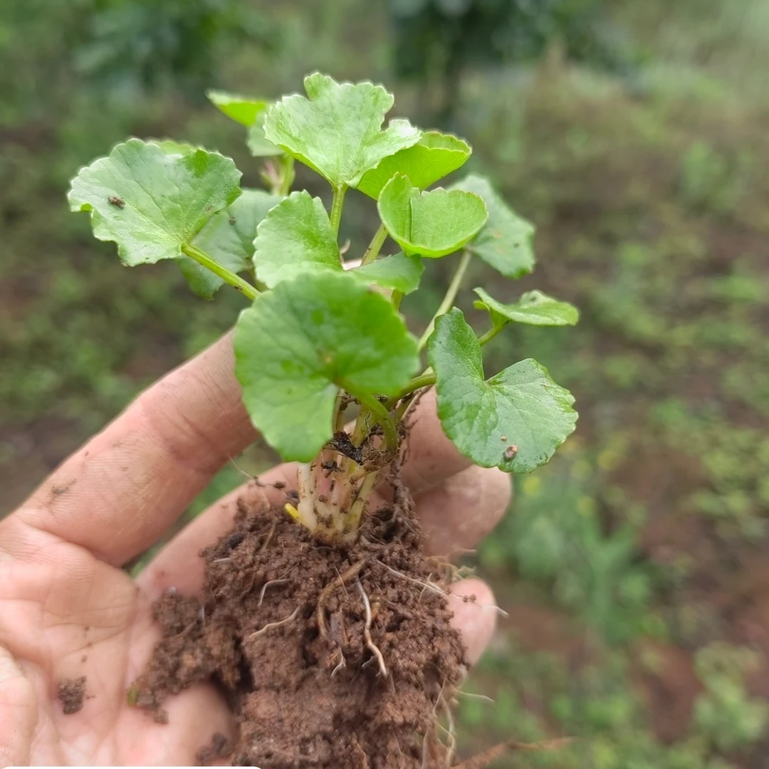 积雪草种植盆栽带根马蹄草云南雷公根种苗崩大碗单盏菜苗纯露