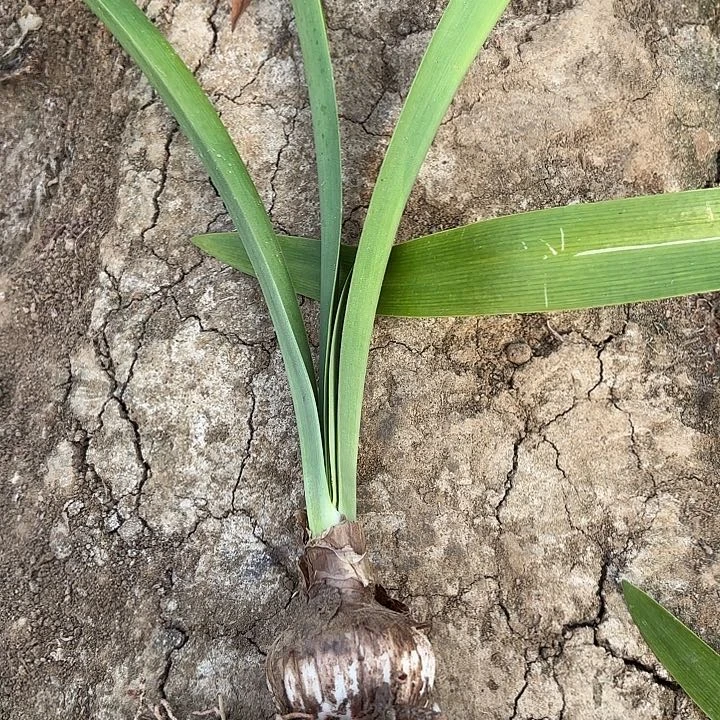 花*茛爱神四➕有标包对版