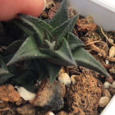 教****师原始硬叶侧牙无根