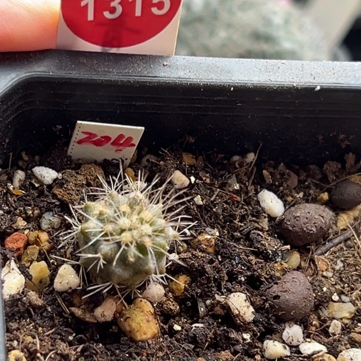 实生龙爪球雷血丸1.6cm有雀斑