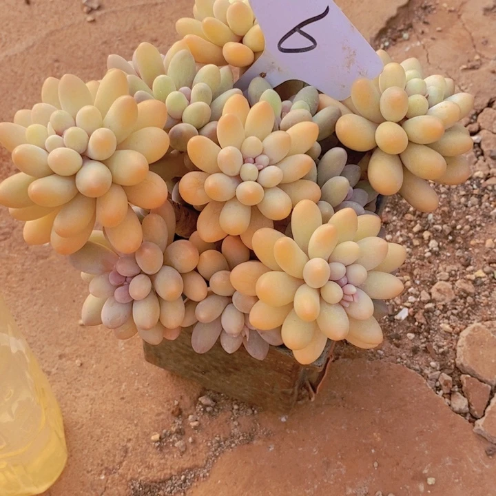 风**人这么多都要我做呢