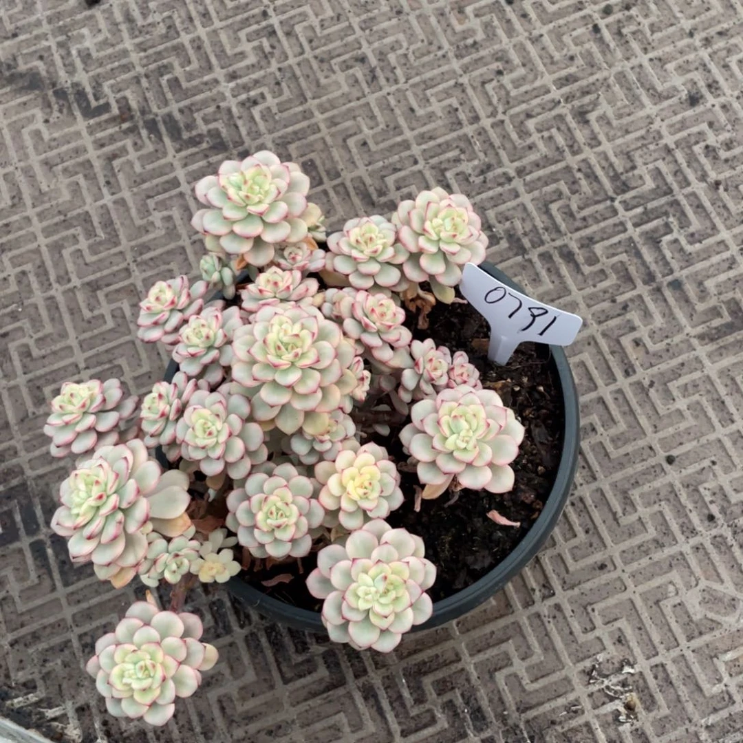 不包整散 盆子不售后0791