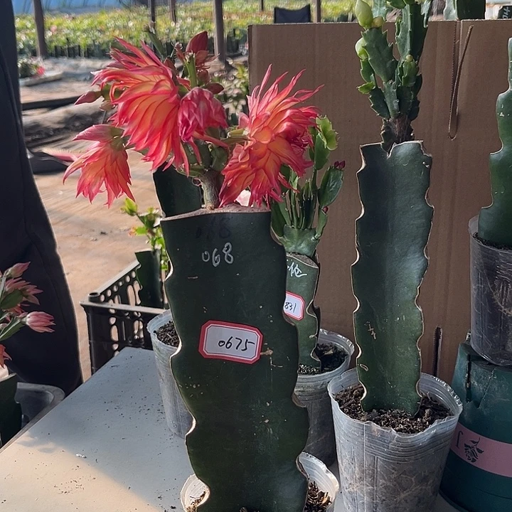 当前无花朵，栽培后可花朵068