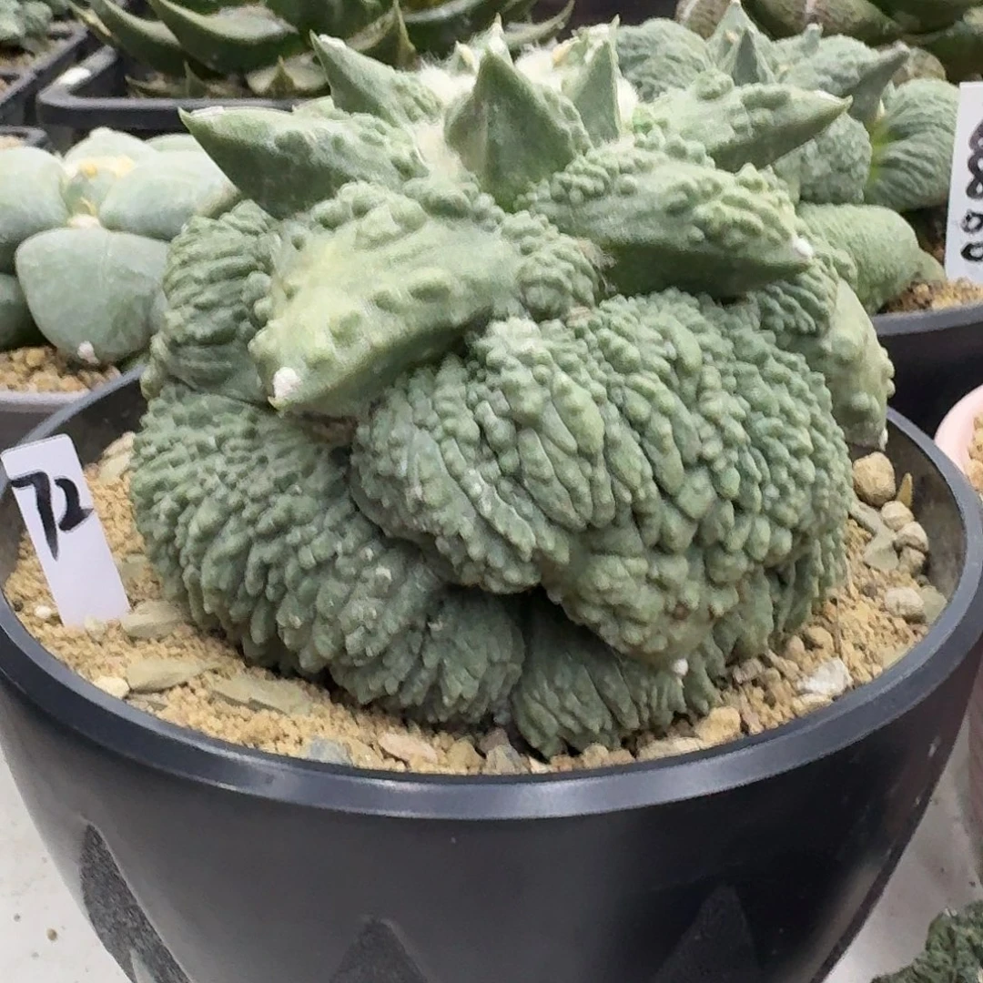 自根怒涛，最大尤宽8.5，未开根