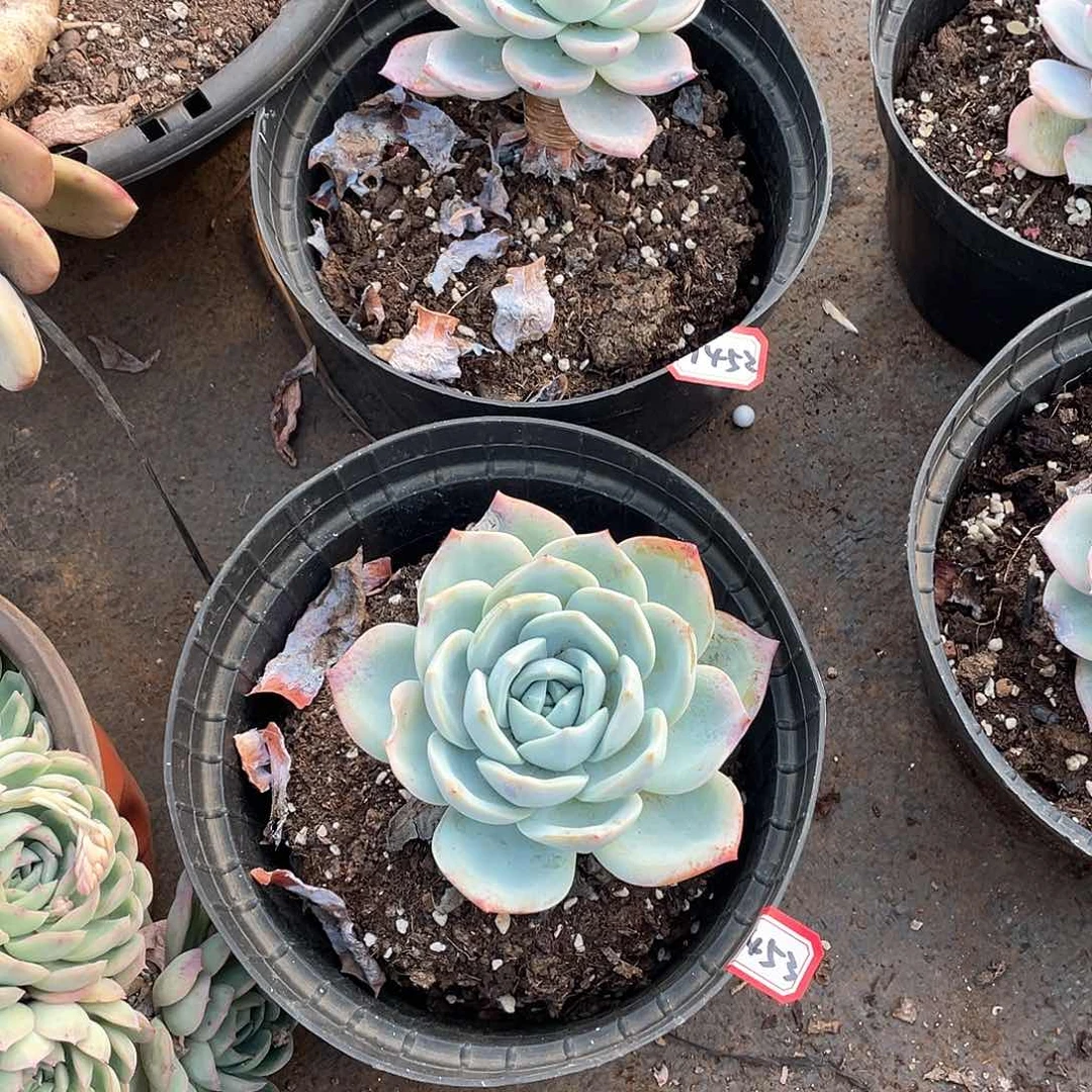 1452加1453两颗一物一拍多肉