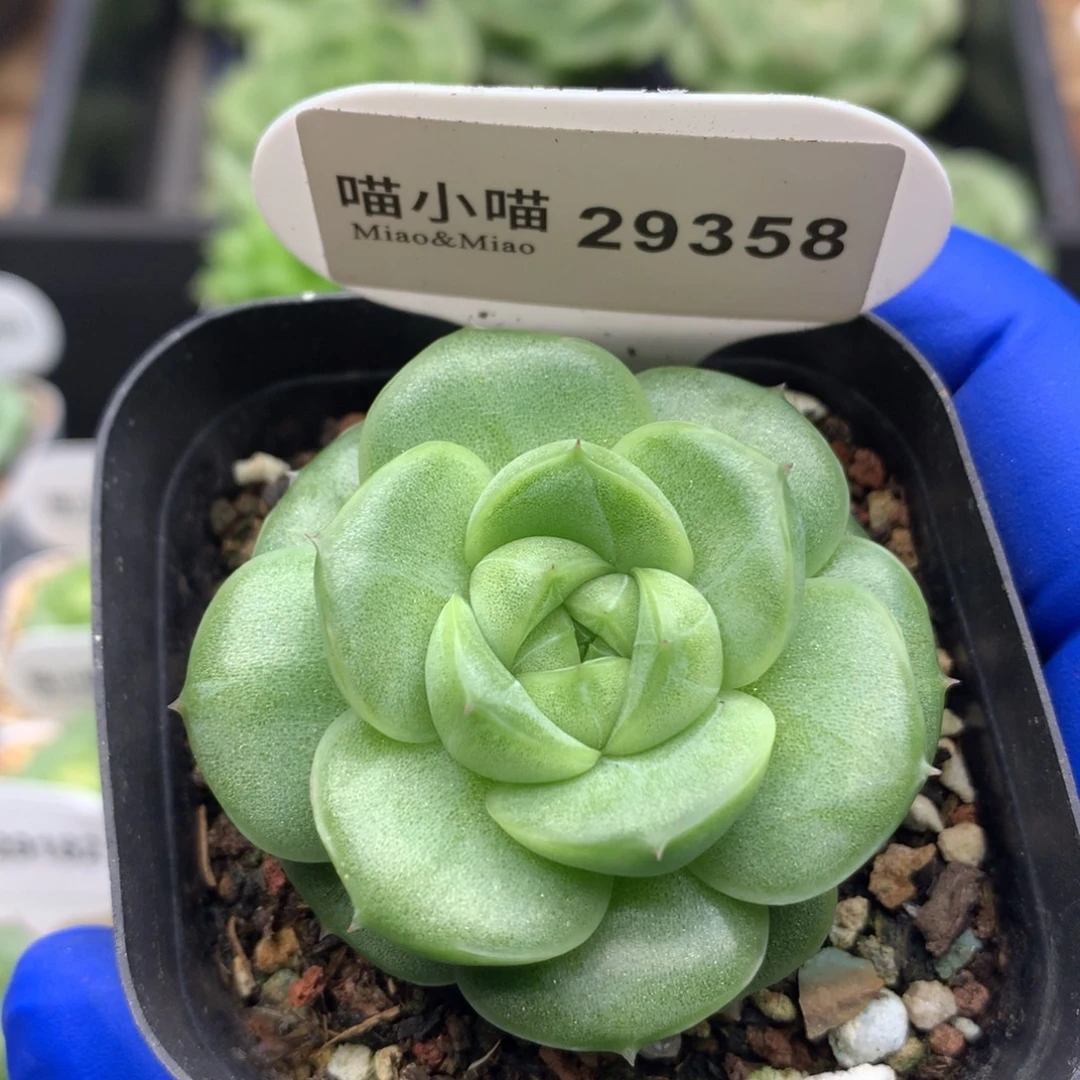 多肉植物杂交珍妮