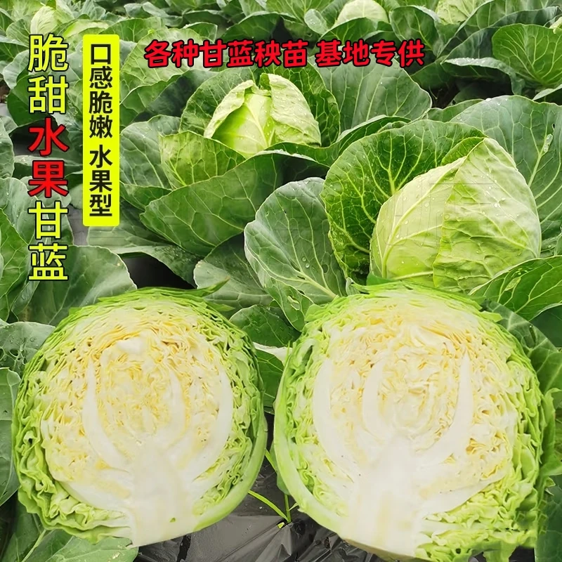 高产绿甘蓝苗包心菜秧早春阳台种植蔬菜苗耐寒家用盆栽绿包菜秧苗