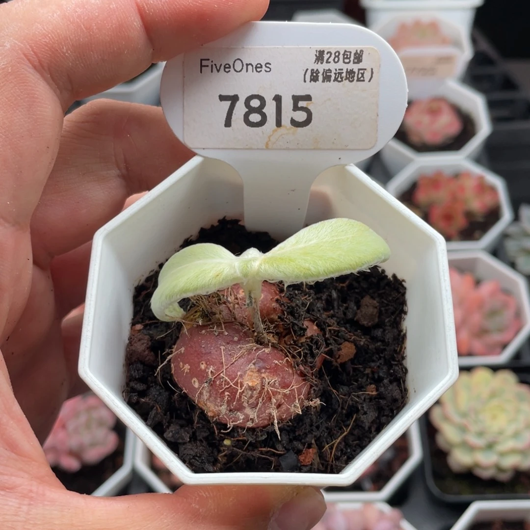 断崖女王7815-3厘米