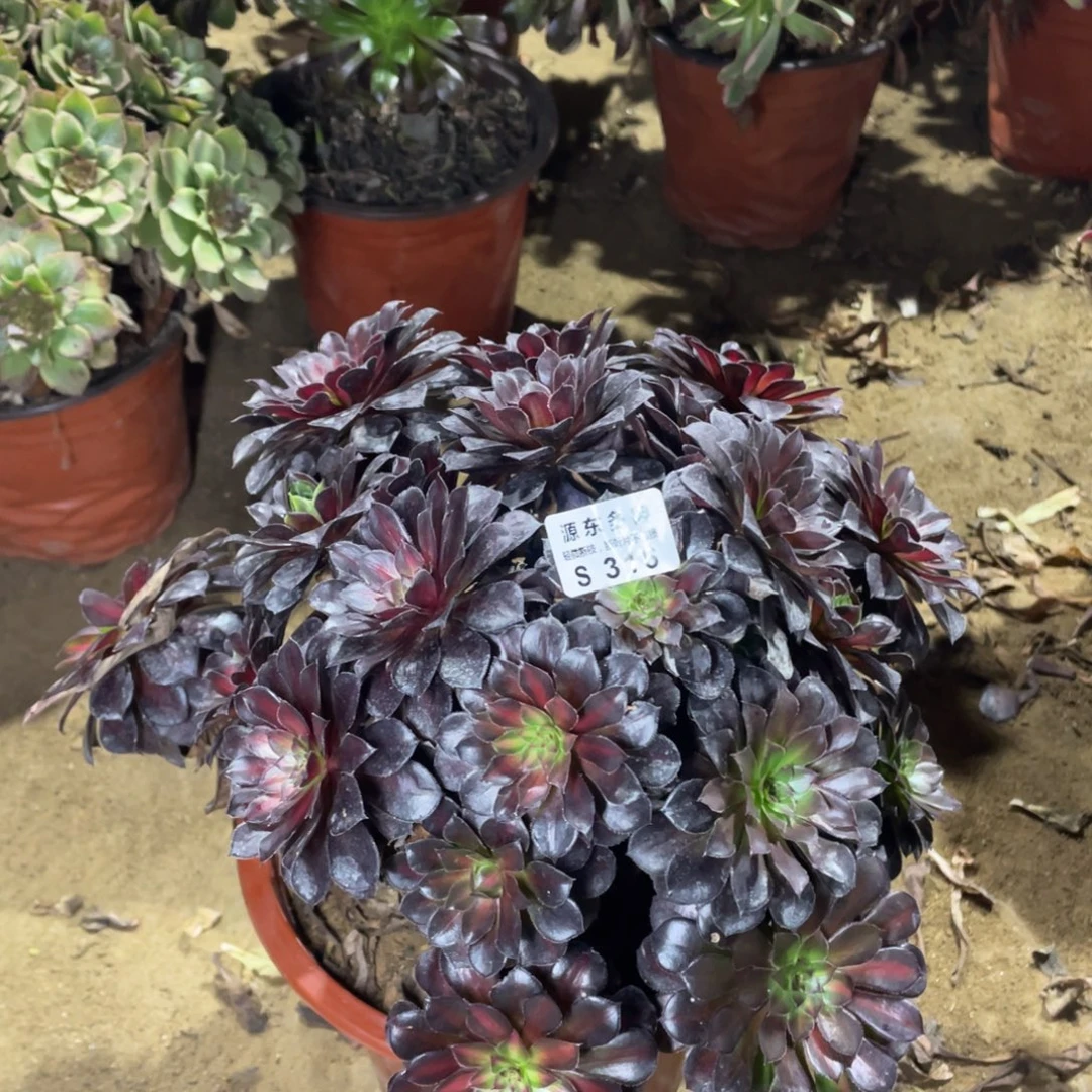 316黑铜壶中班多肉法师断枝不包