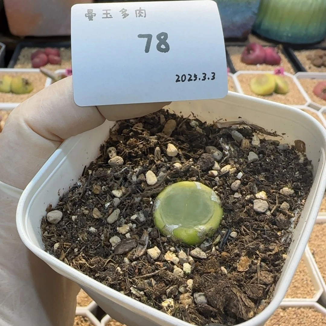 松****福多肉多肉多肉3.3-078