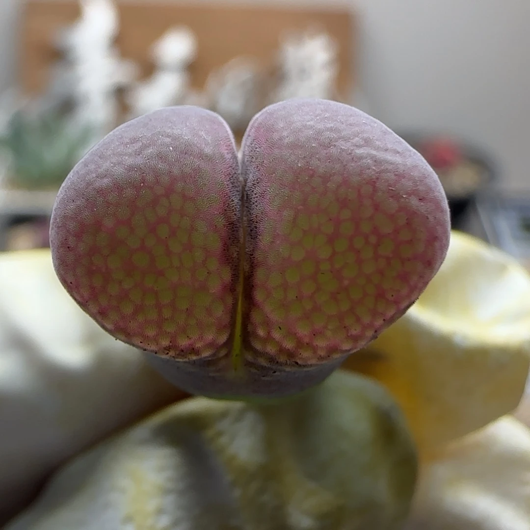 8-13-542当天满38包邮特选厚窗风铃1.4