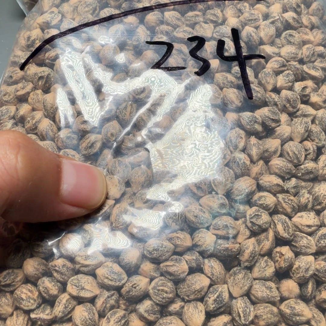 吊坠柏香籽/百香籽青***物