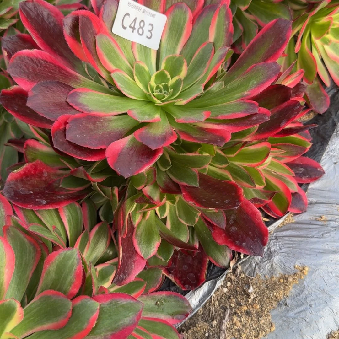 心**佛483妖月。多肉植物