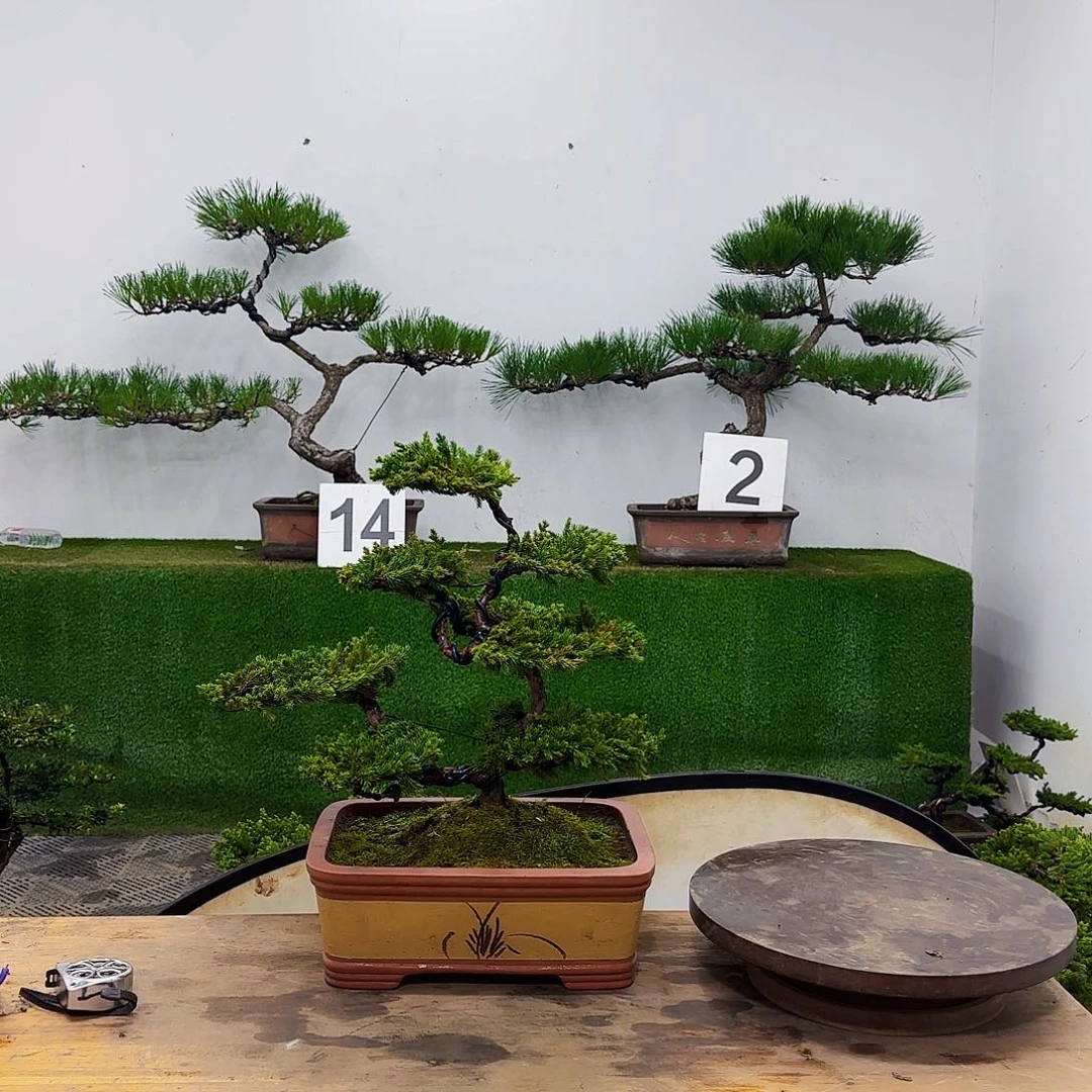 盆景盆景盆景盆景