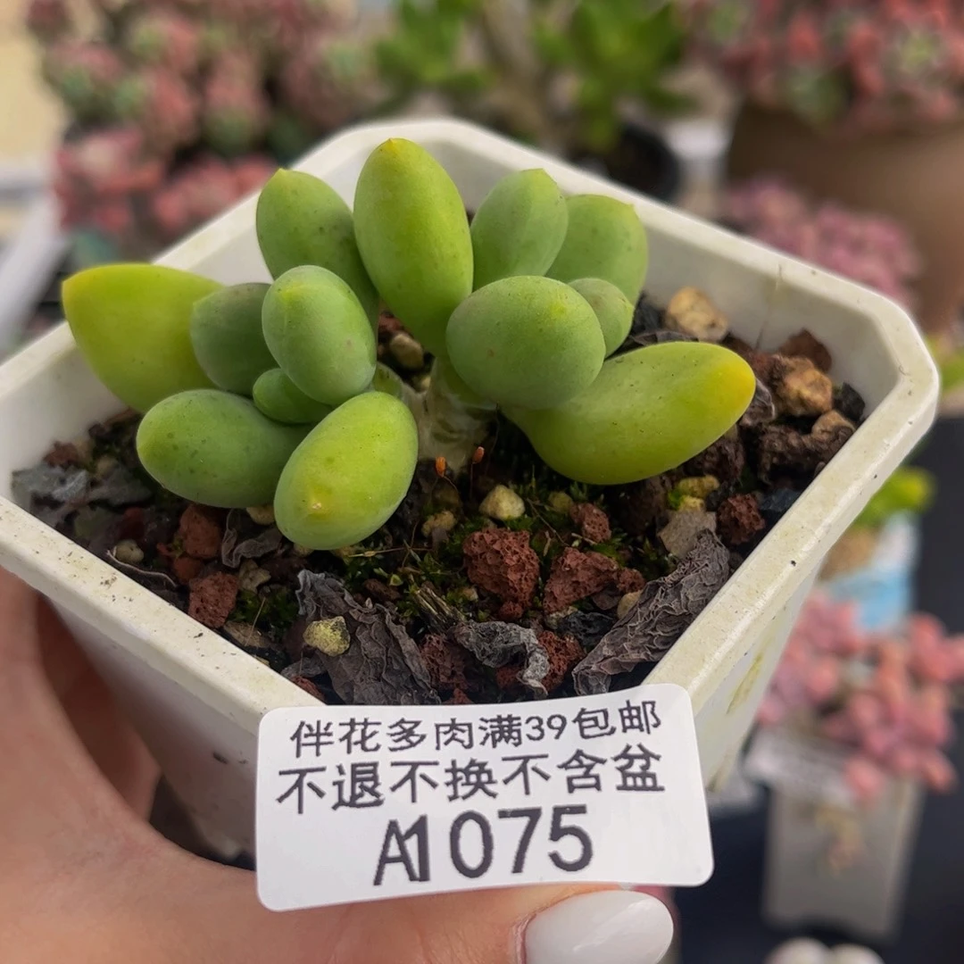 075-芒果奶多肉6cm