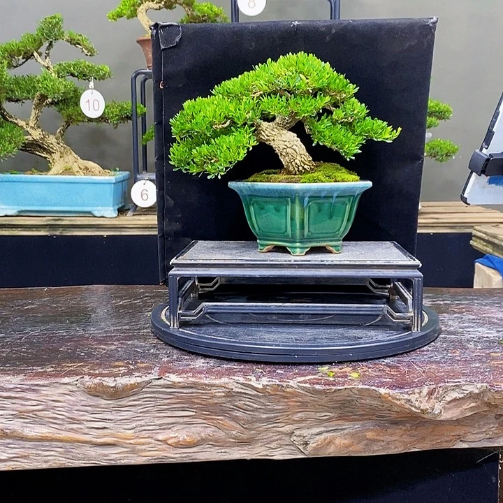 无花朵黄杨盆景四季常青
