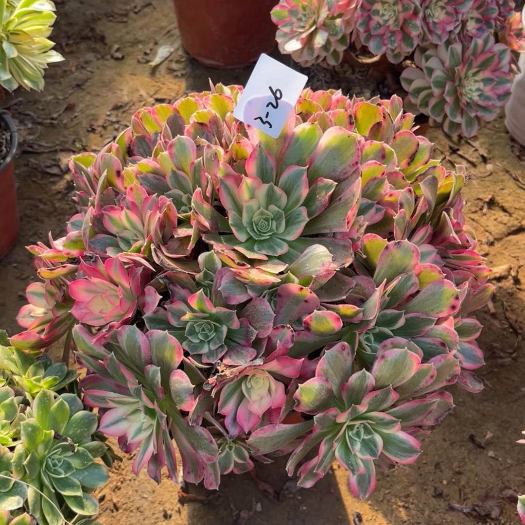 12-3-26男神法师锦