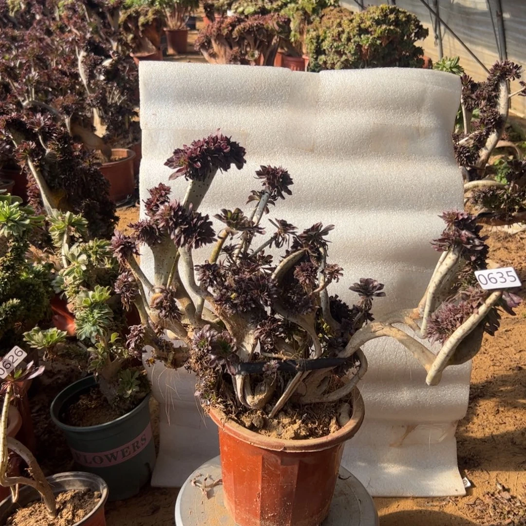 有伤黑缀635冠服44