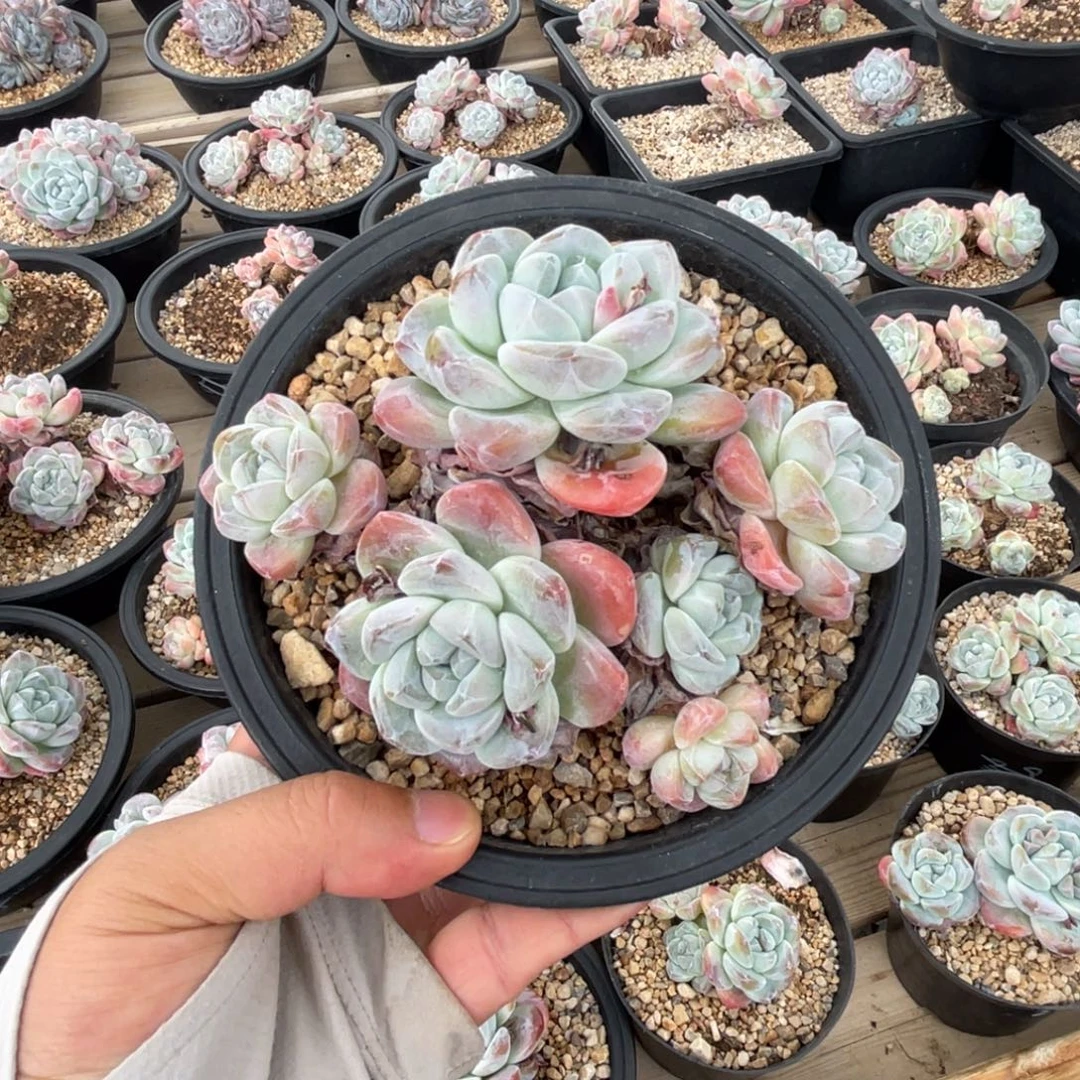 冰玉一物一拍不支持退换