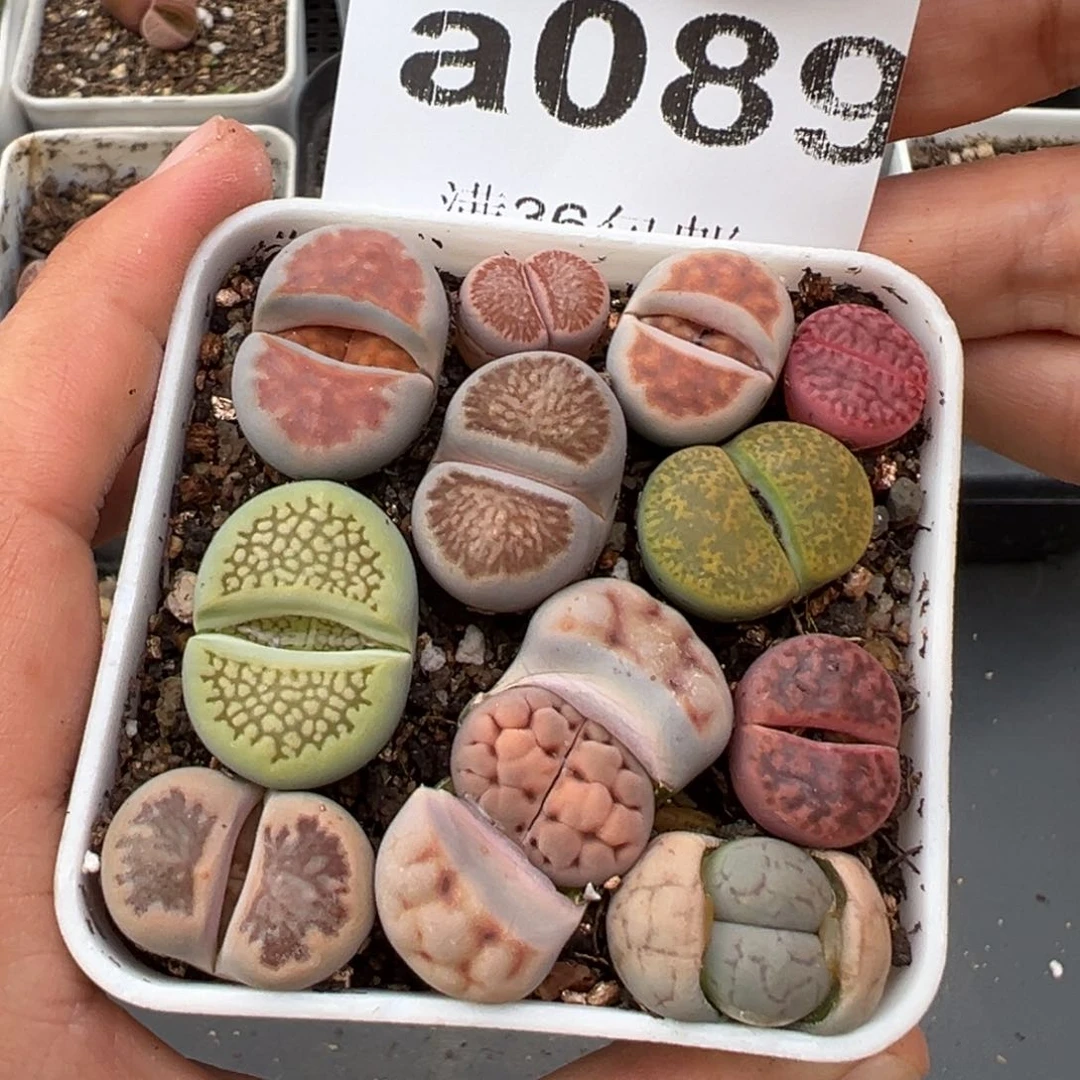 2.2好看的多肉a089