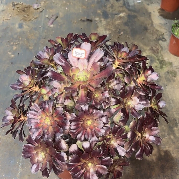 晚霞545多肉植物法师