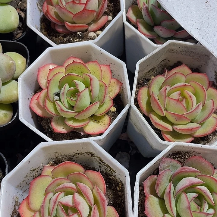 单头牡丹亭带盆土发