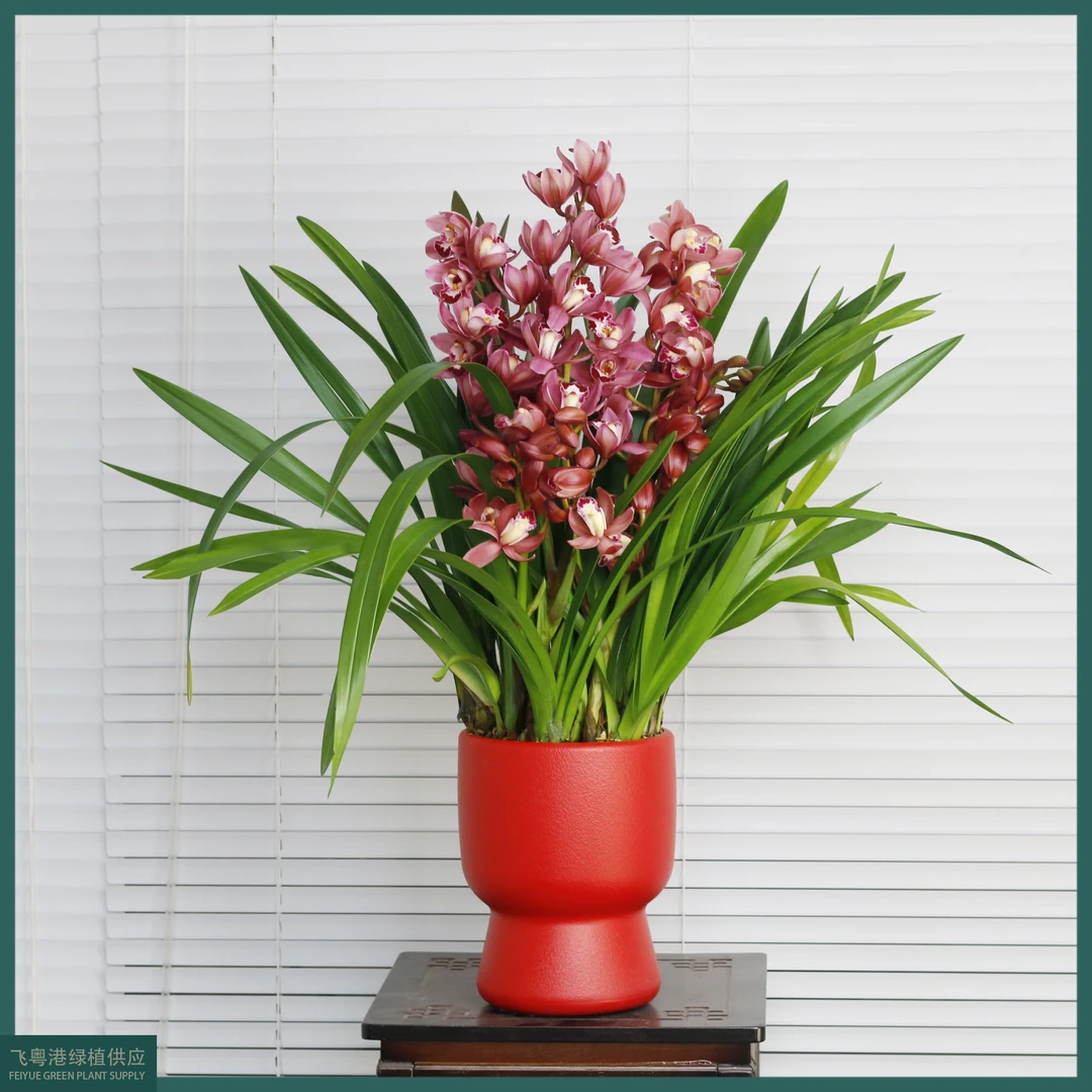 蕙兰-红宝石3花起热销年宵花室内桌面高端花卉绿植盆栽好养易活