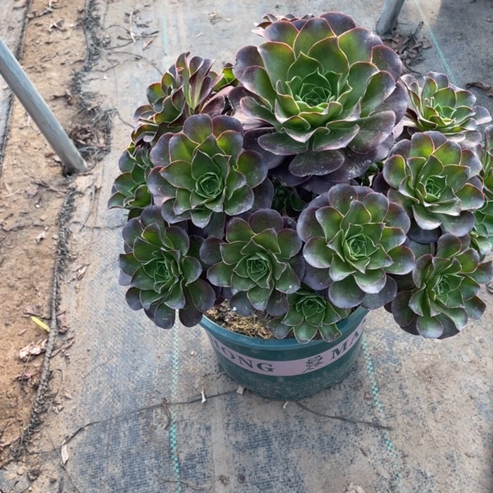 魅金多肉植物多肉多肉10