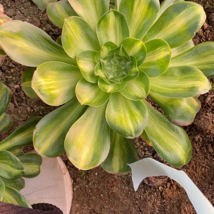 ****花29艳资中班多肉12344678