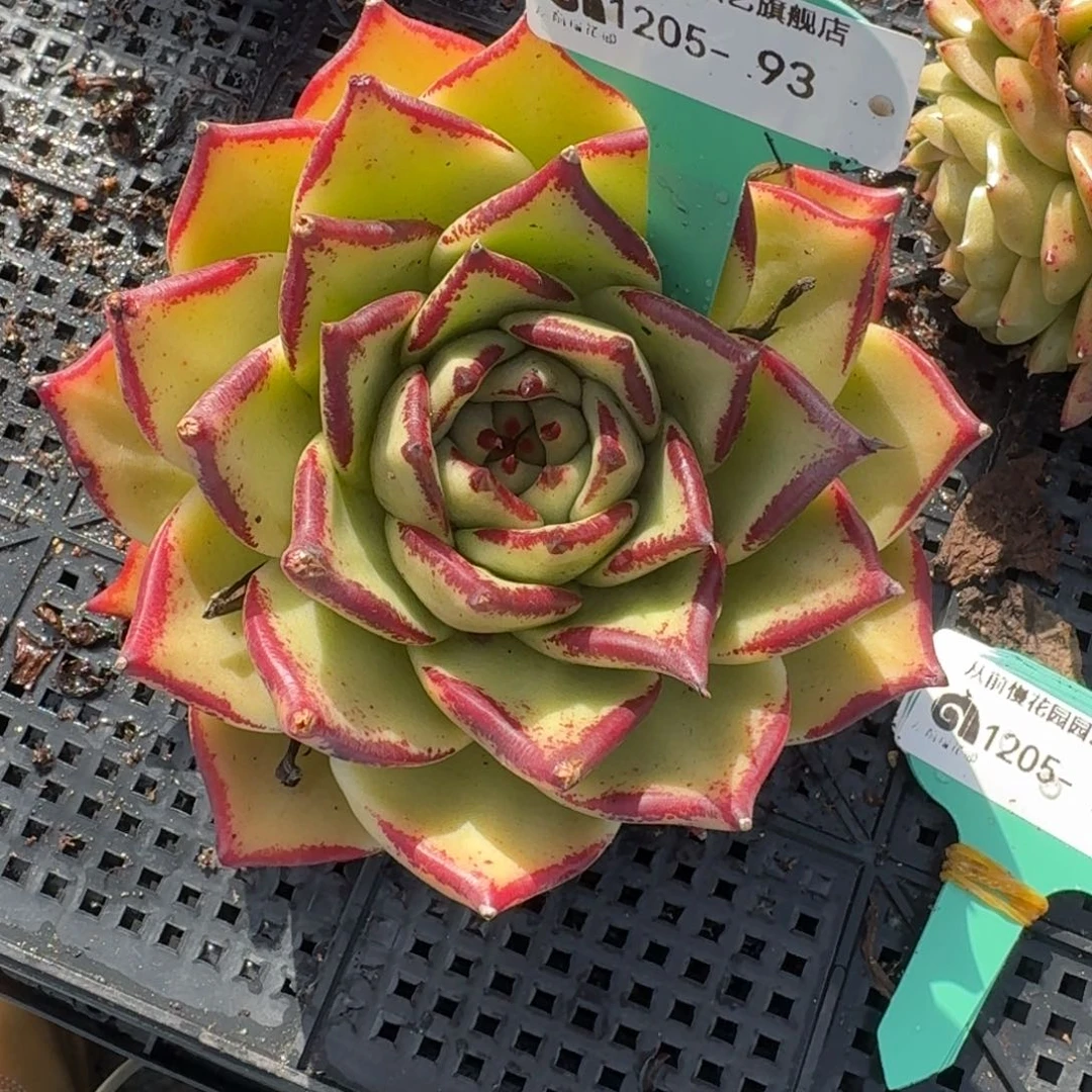 从前慢多肉精选编号1205.93