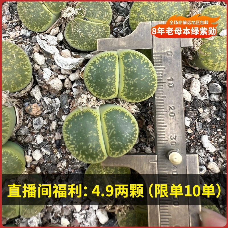 直播间福利来袭！生石花绿紫勋多肉屁股花室内阳台盆栽绿植好养