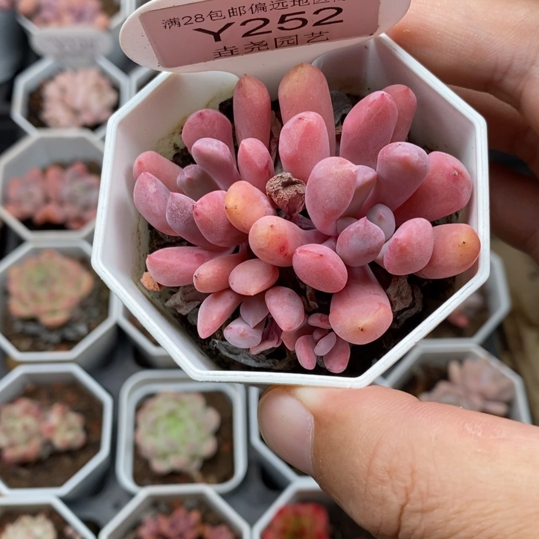 0252 丘比特群 5.5cm